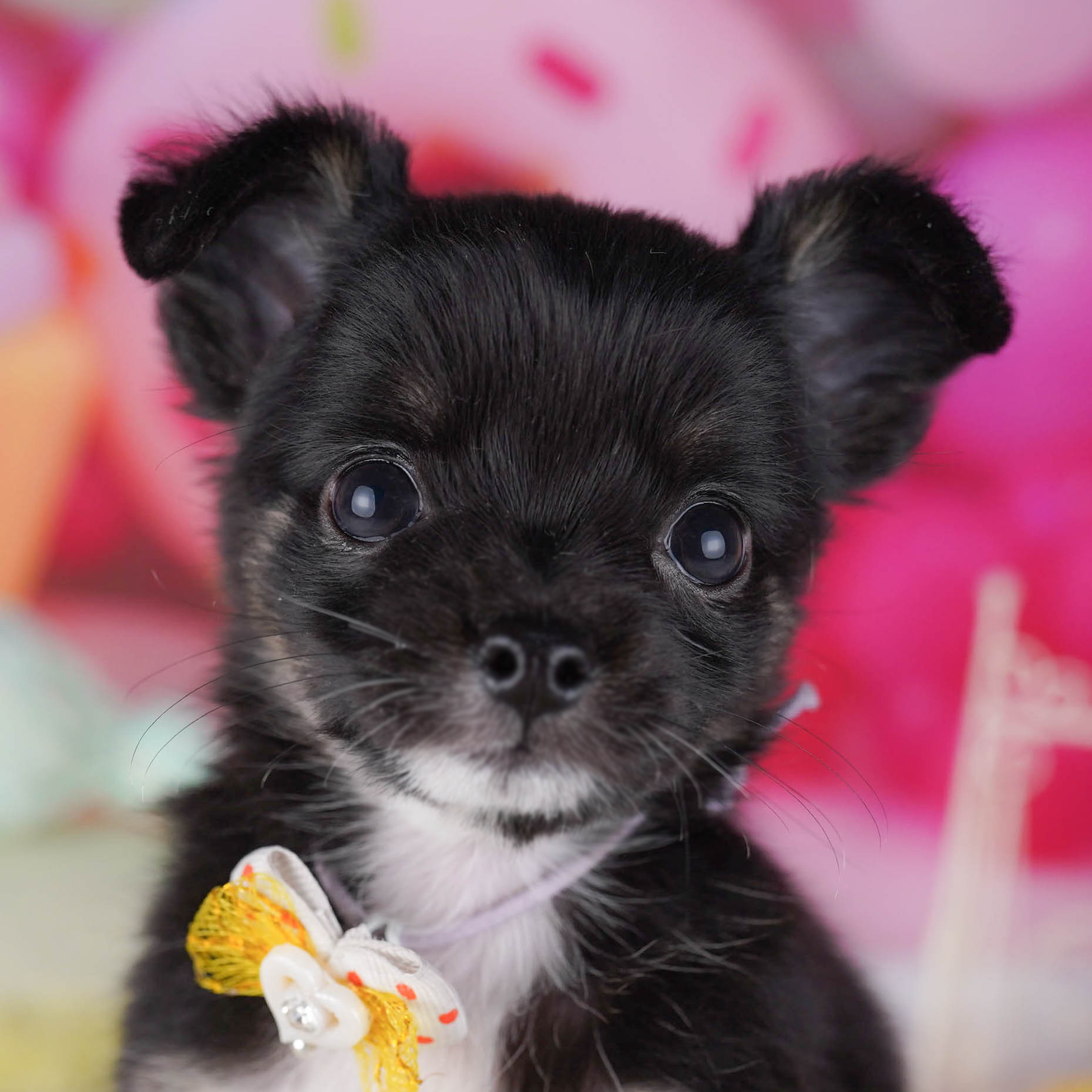 チワワ(ロング) | 女の子 | ブラック&タン | 2025年10月19日