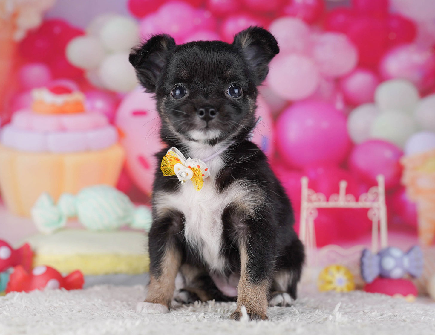 チワワ(ロング) | 女の子 | ブラック＆タン | 2025年10月19日