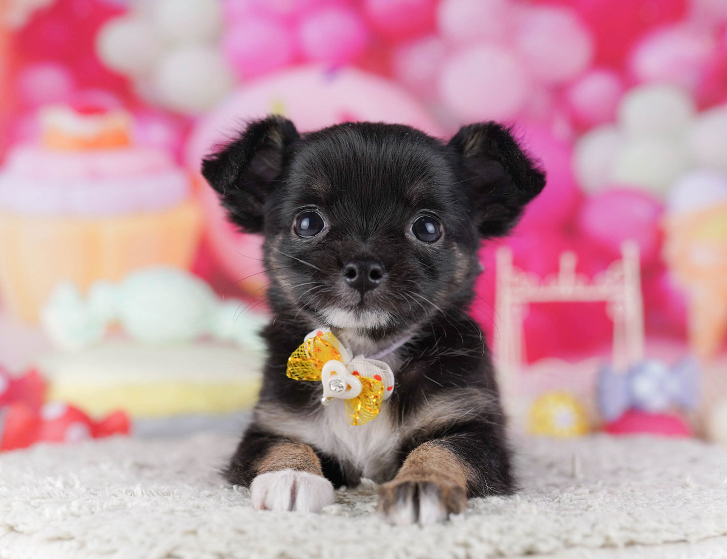 チワワ(ロング) | 女の子 | ブラック＆タン | 2025年10月19日