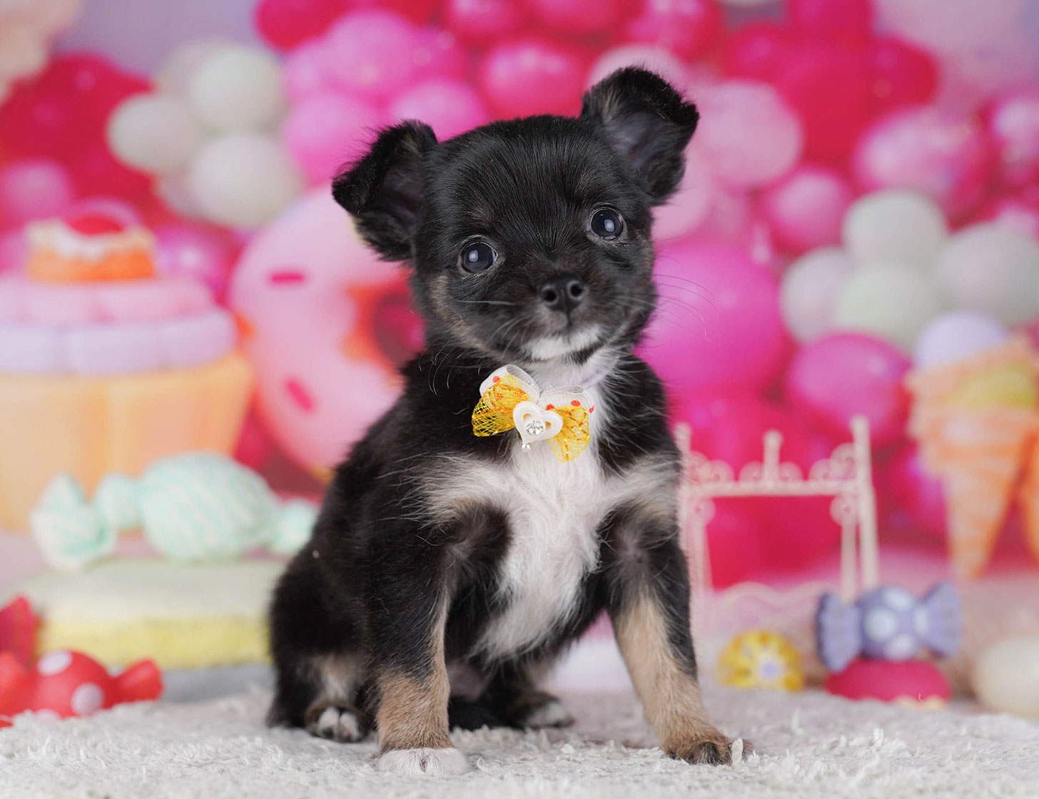 チワワ(ロング) | 女の子 | ブラック＆タン | 2025年10月19日