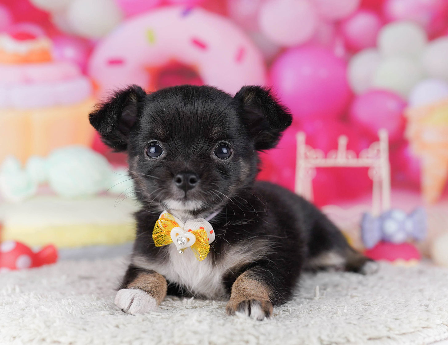 チワワ(ロング) | 女の子 | ブラック＆タン | 2025年10月19日