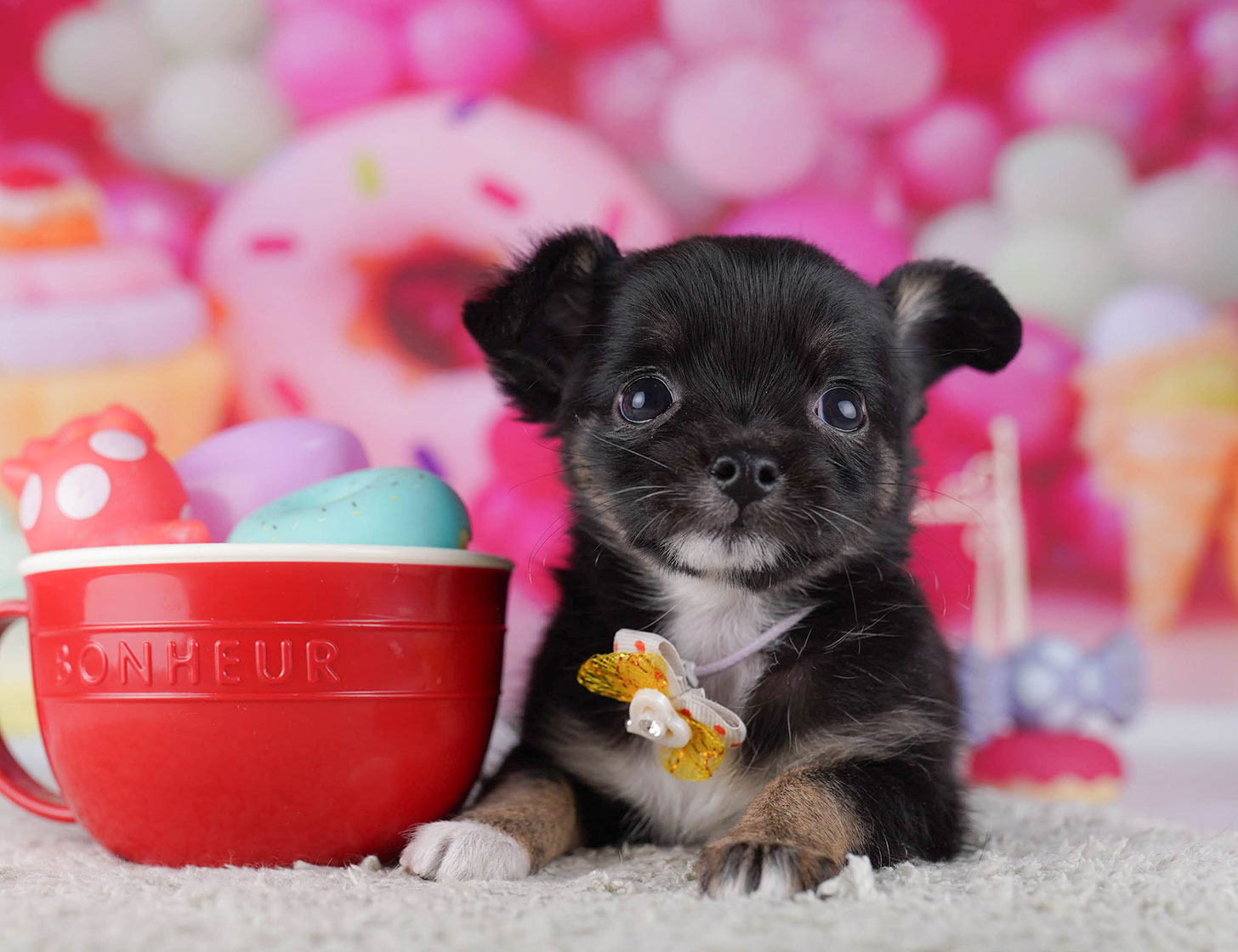 チワワ(ロング) | 女の子 | ブラック＆タン | 2025年10月19日