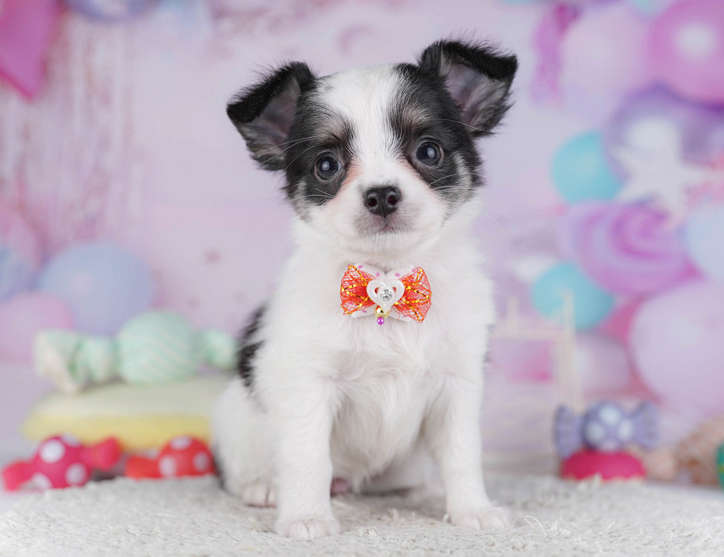 チワワ(ロング) | 女の子 | ブラックタン&ホワイト | 2025年10月19日