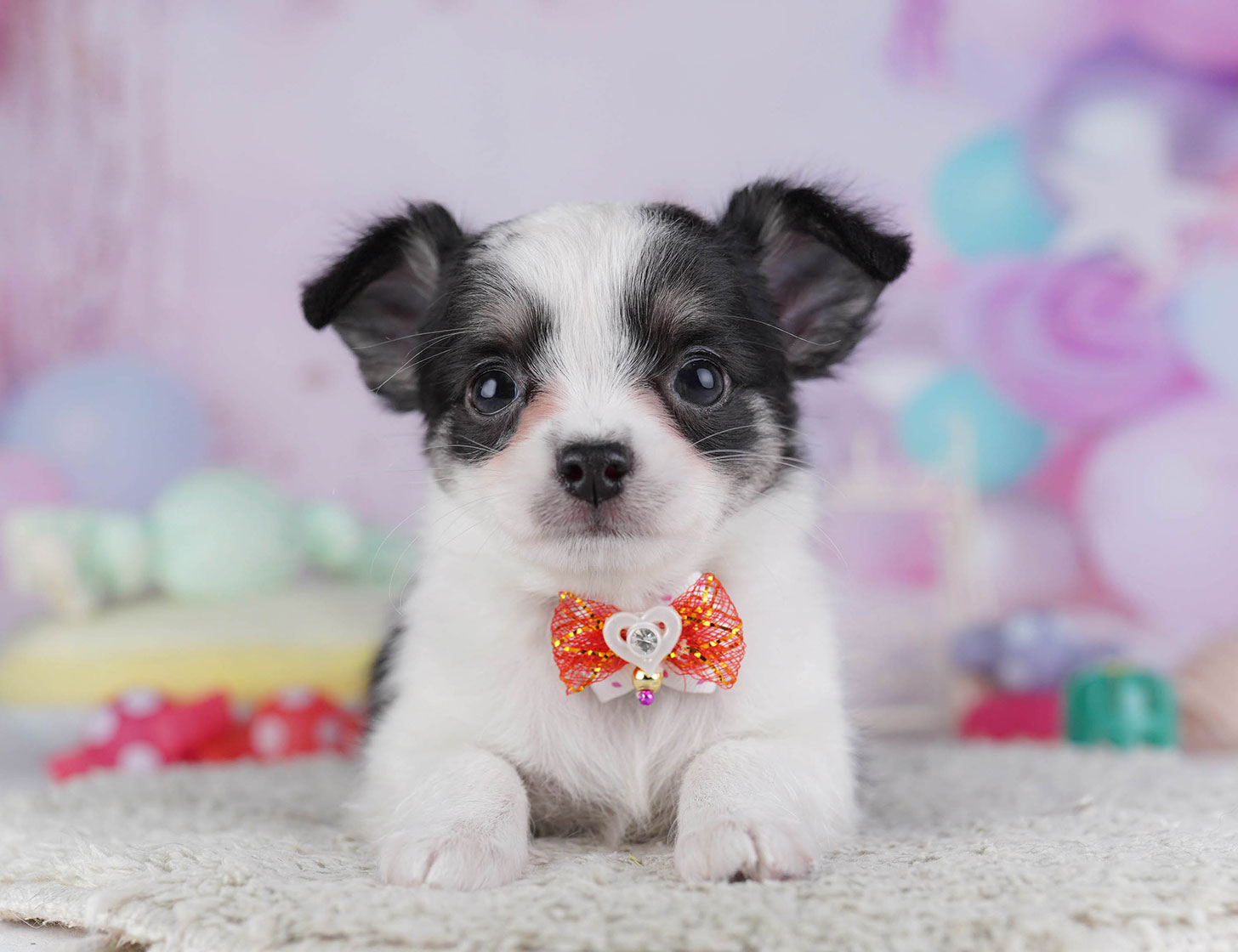 チワワ(ロング) | 女の子 | ブラックタン＆ホワイト | 2025年10月19日