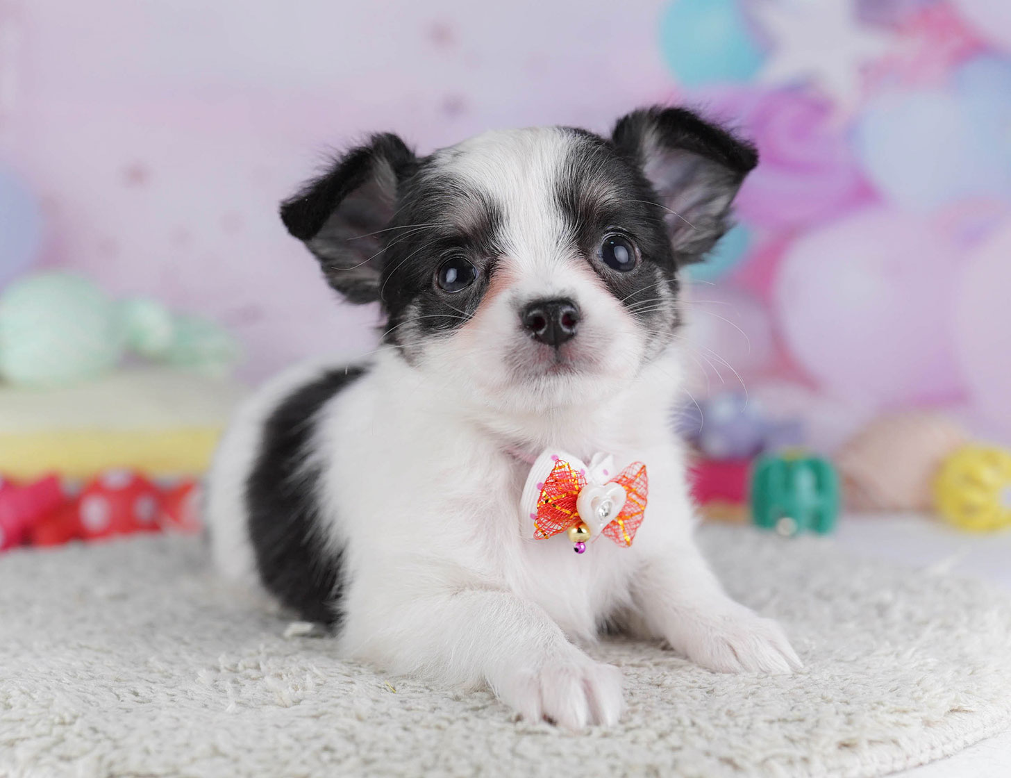 チワワ(ロング) | 女の子 | ブラックタン＆ホワイト | 2025年10月19日