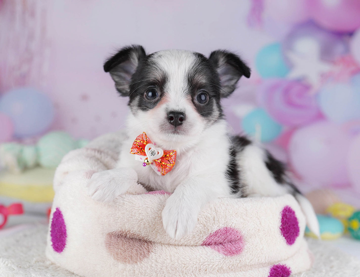 チワワ(ロング) | 女の子 | ブラックタン＆ホワイト | 2025年10月19日