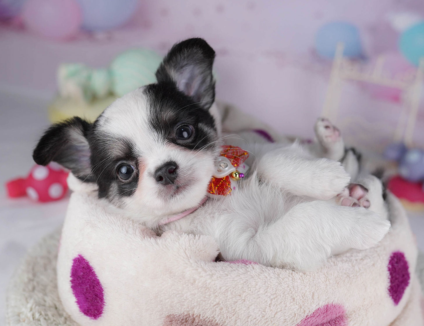 チワワ(ロング) | 女の子 | ブラックタン＆ホワイト | 2025年10月19日