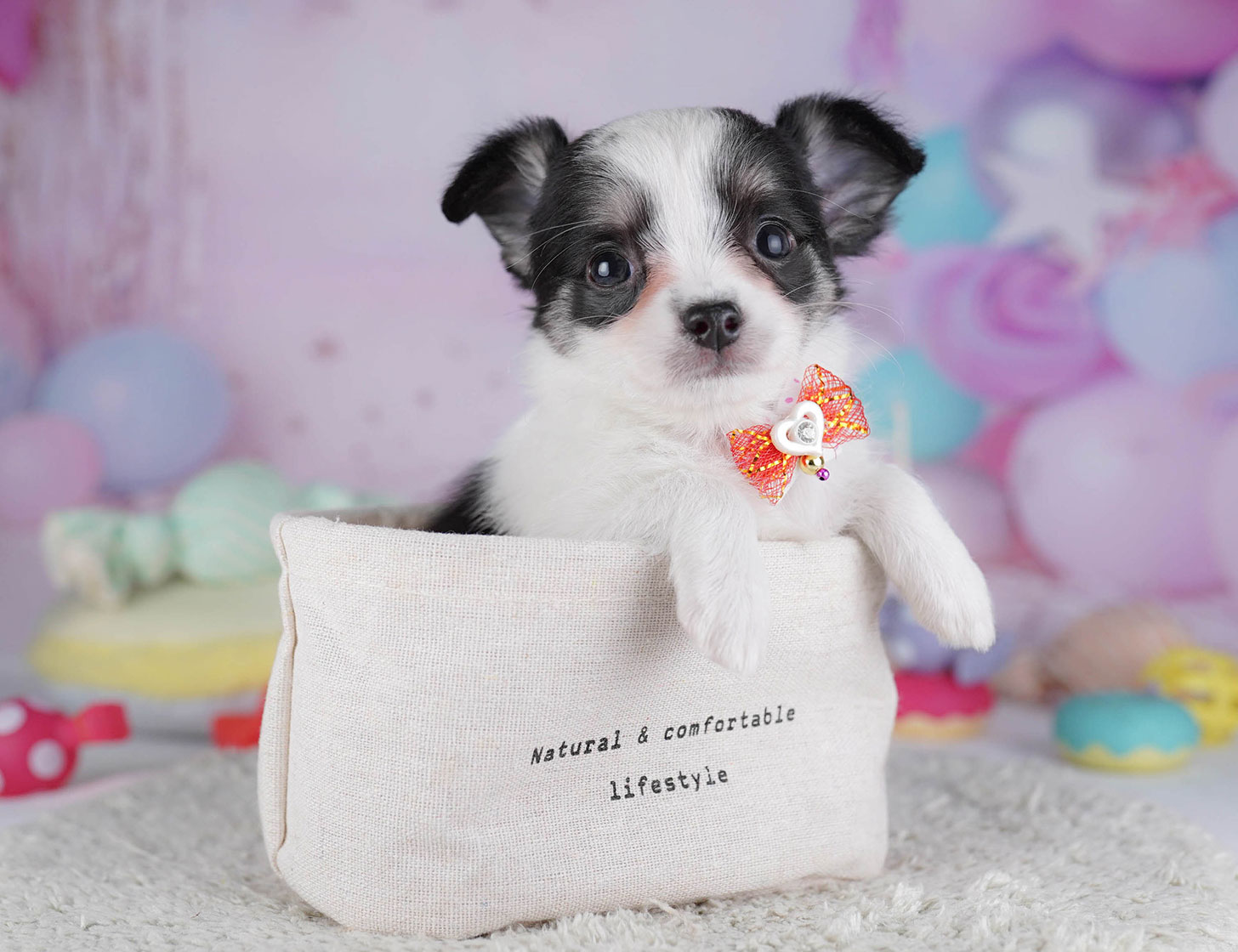 チワワ(ロング) | 女の子 | ブラックタン＆ホワイト | 2025年10月19日