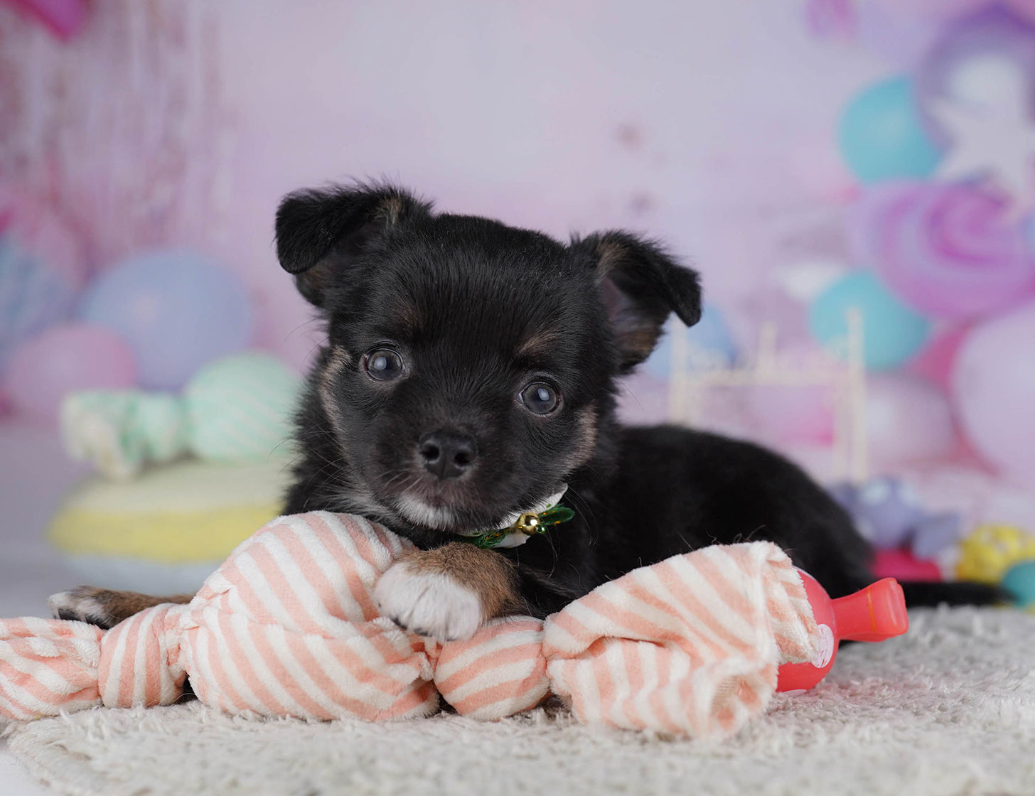 チワワ(ロング) | 女の子 | ブラック＆タン | 2025年10月19日