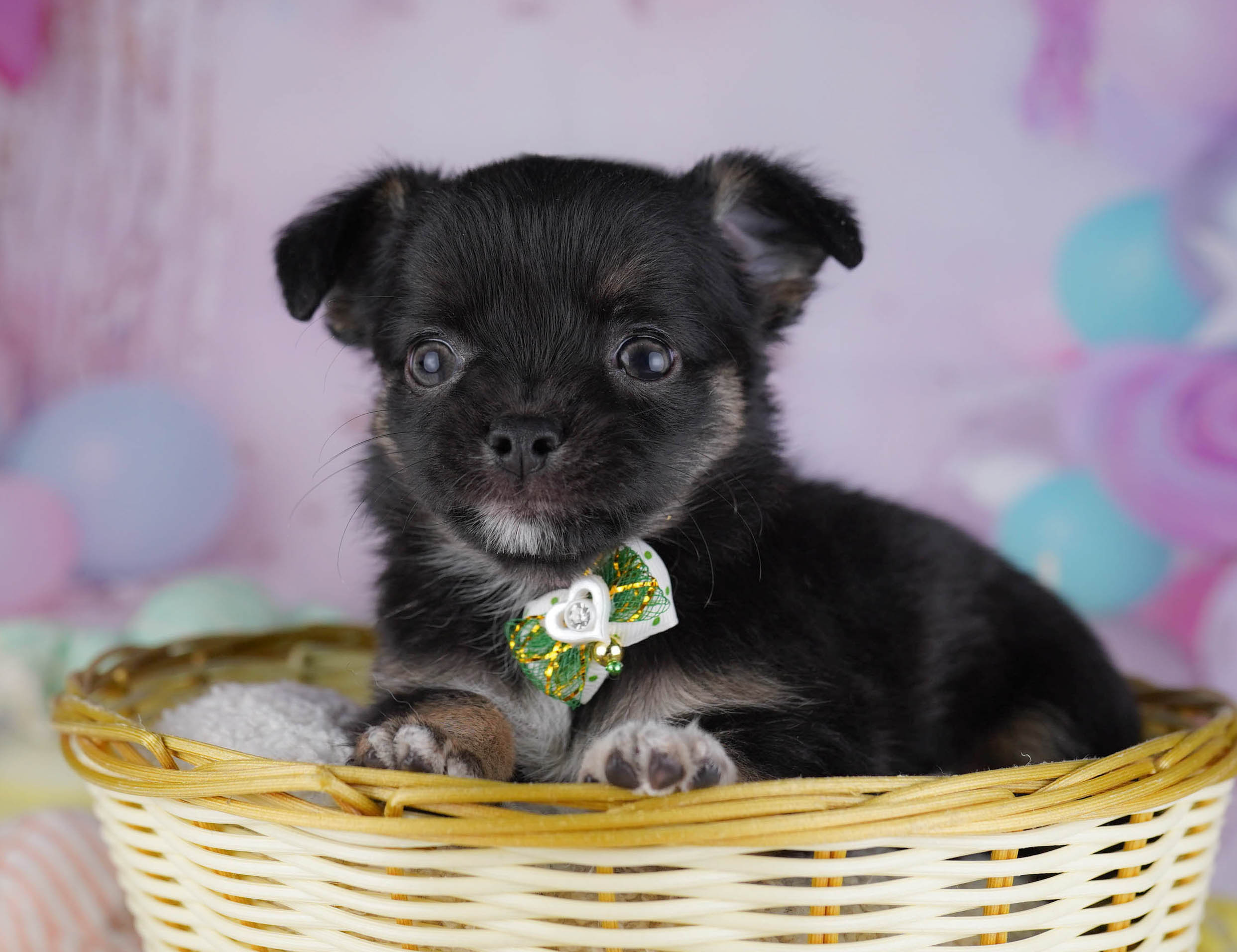 チワワ(ロング) | 女の子 | ブラック＆タン | 2025年10月19日