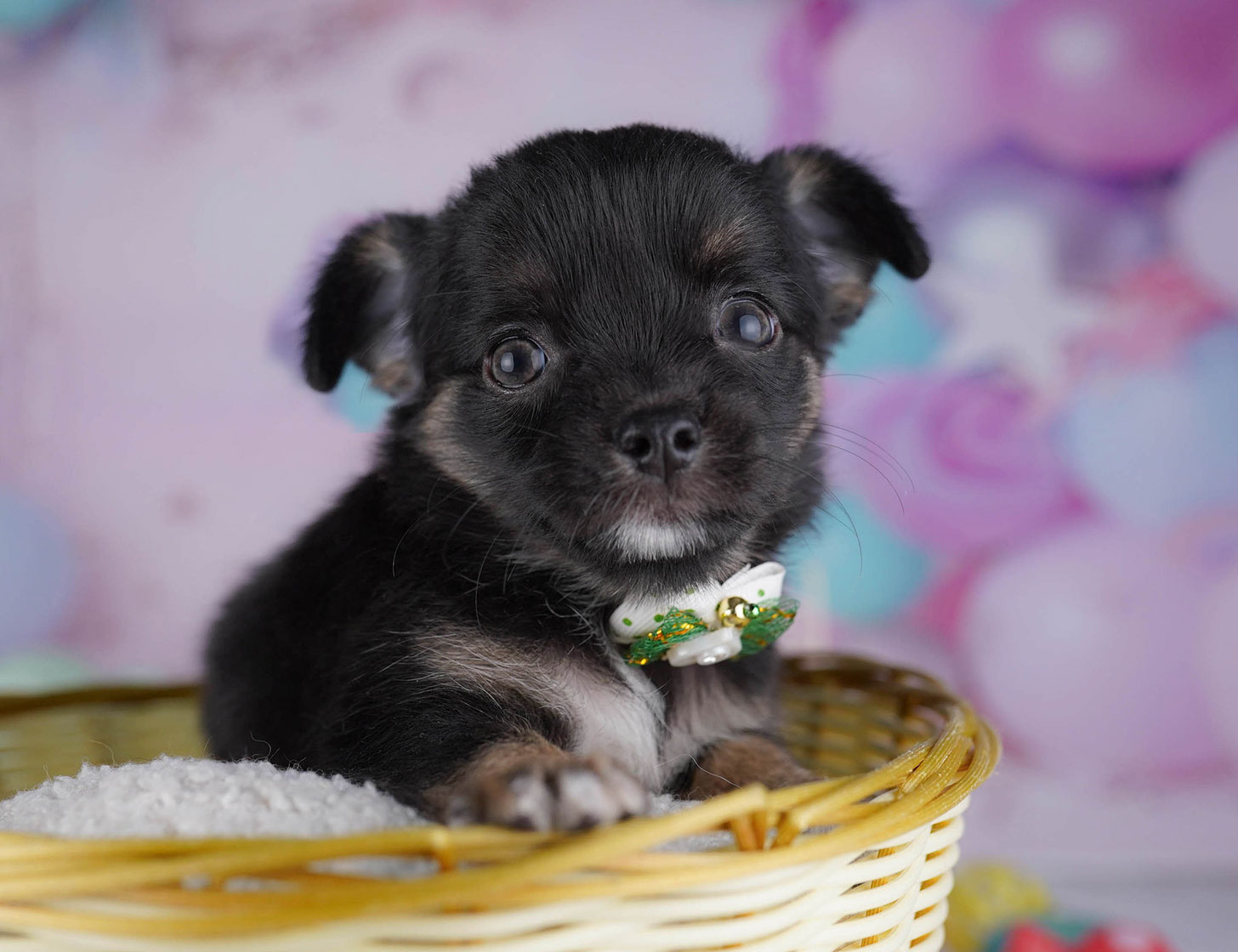 チワワ(ロング) | 女の子 | ブラック＆タン | 2025年10月19日