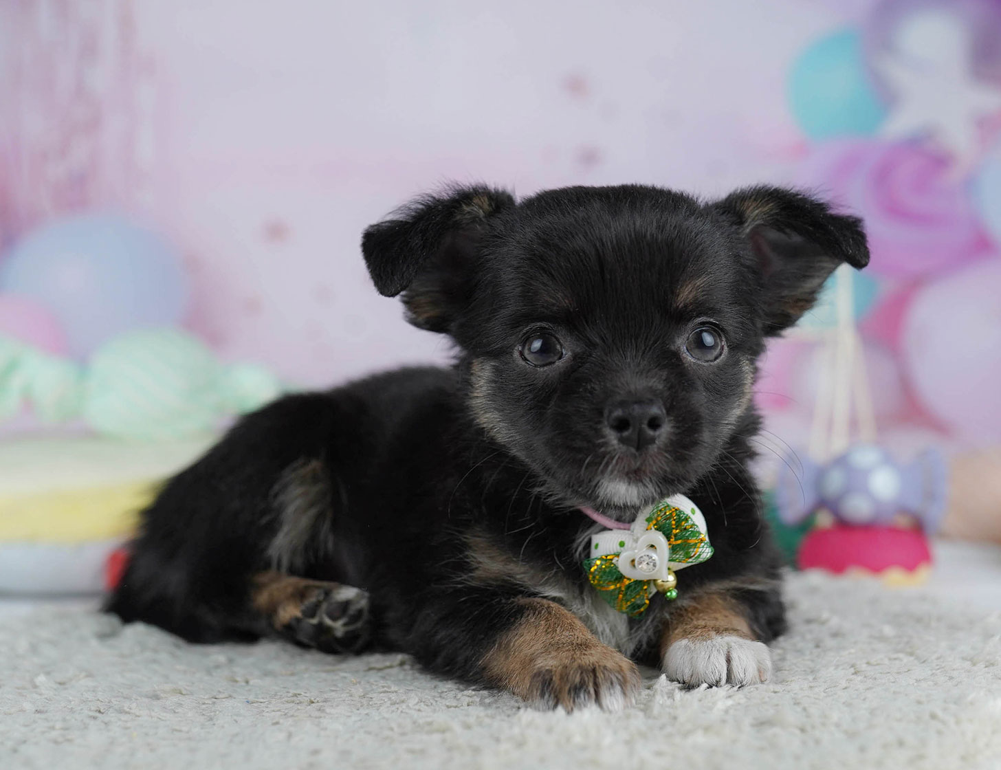 チワワ(ロング) | 女の子 | ブラック＆タン | 2025年10月19日