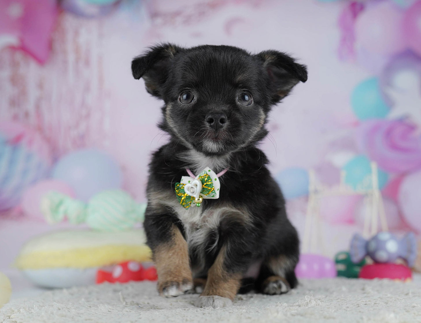 チワワ(ロング) | 女の子 | ブラック＆タン | 2025年10月19日