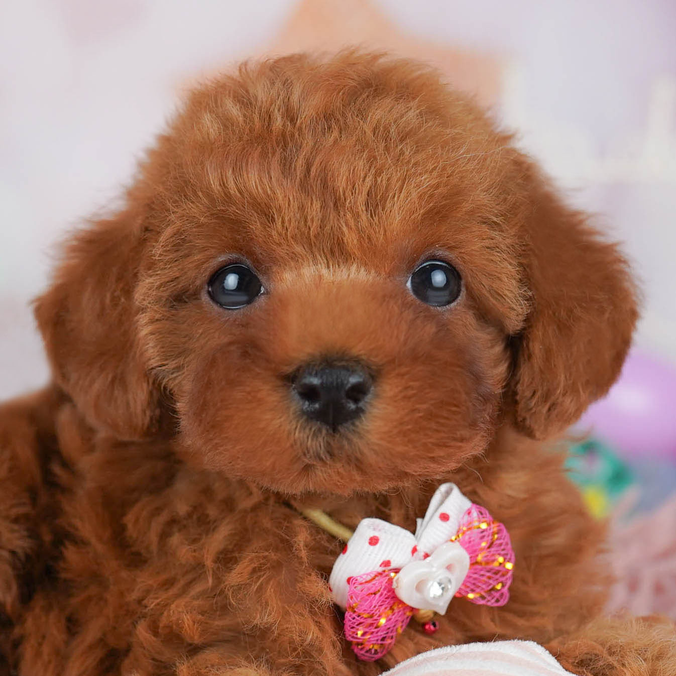 トイ・プードル | 女の子 | レッド | 2025年10月20日