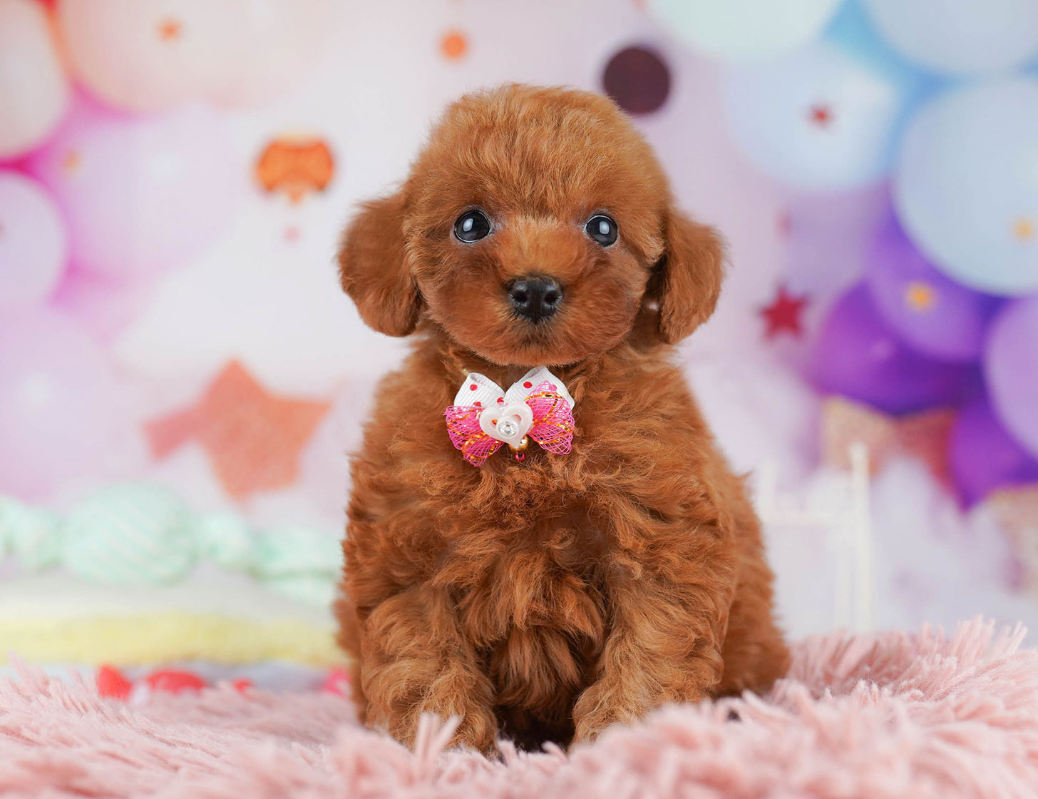 トイ・プードル | 女の子 | レッド | 2025年10月20日