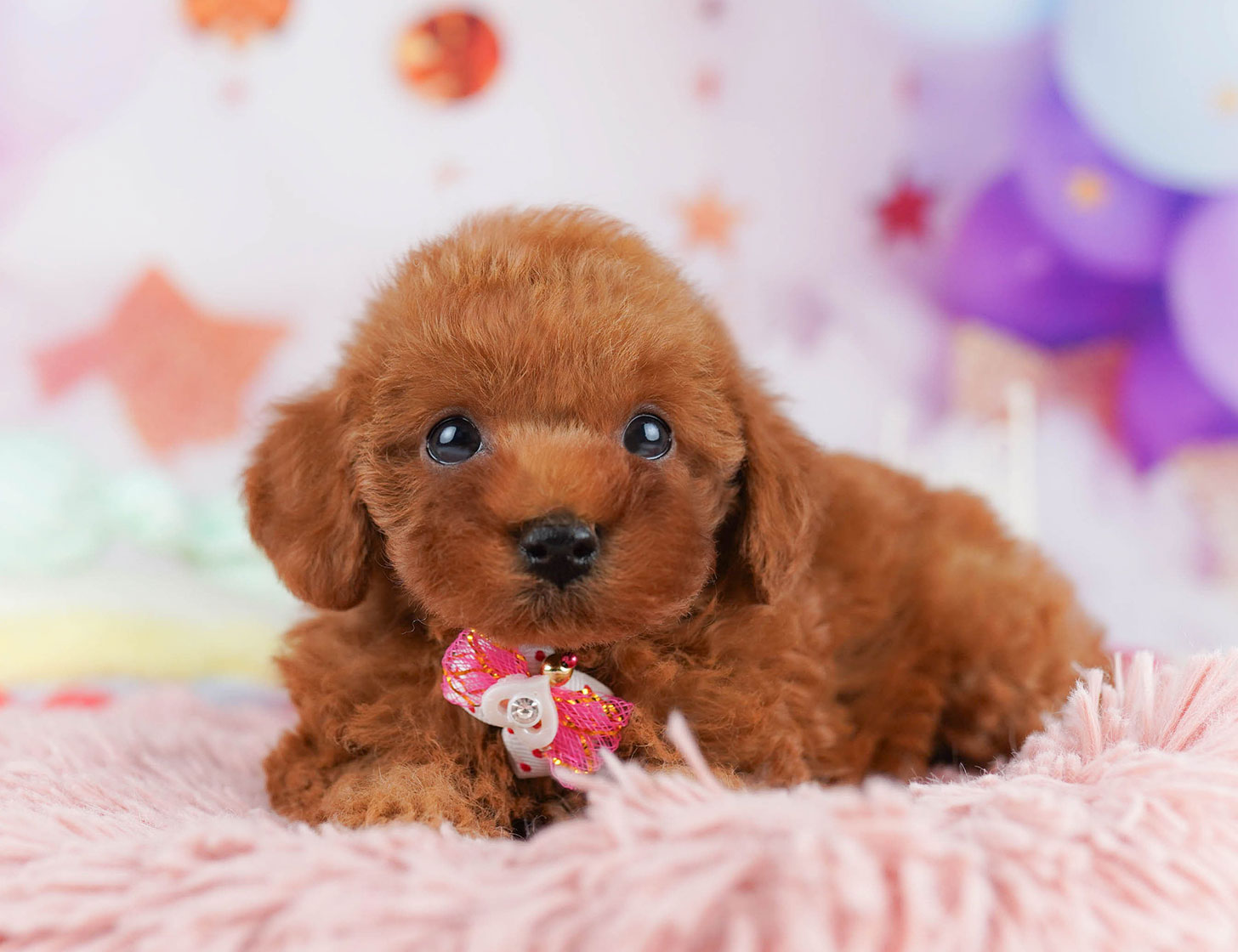 トイ・プードル | 女の子 | レッド | 2025年10月20日