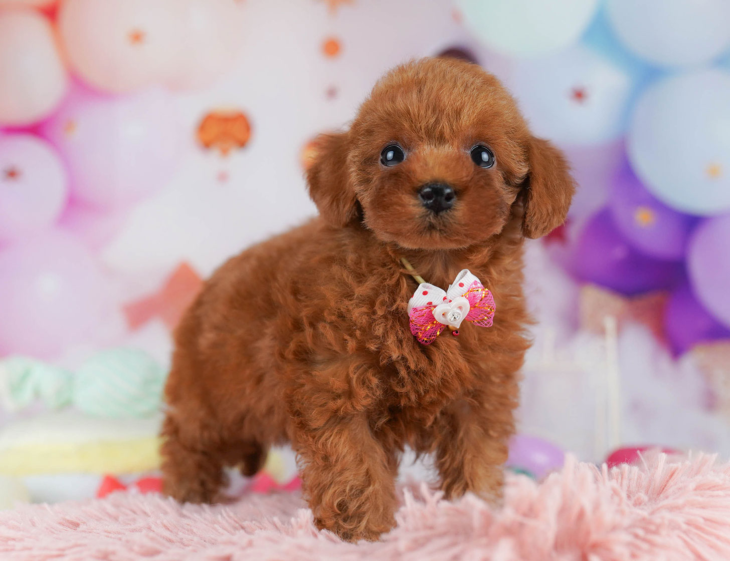 トイ・プードル | 女の子 | レッド | 2025年10月20日