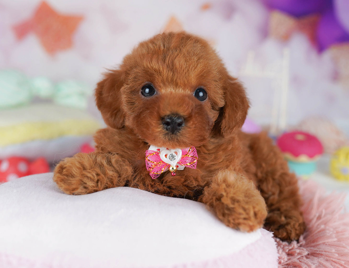 トイ・プードル | 女の子 | レッド | 2025年10月20日