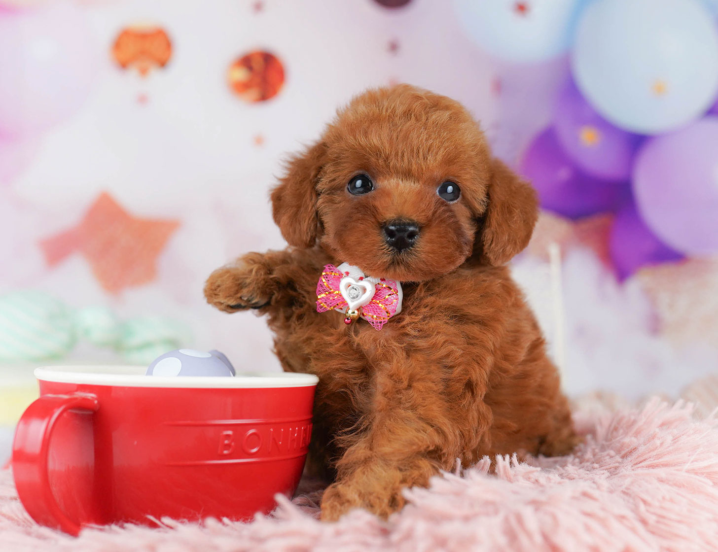 トイ・プードル | 女の子 | レッド | 2025年10月20日