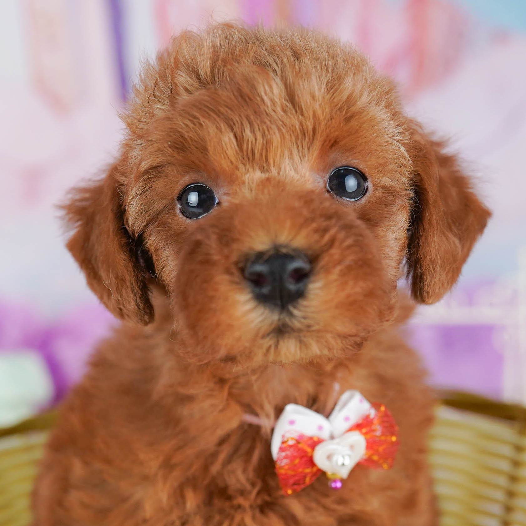 トイ・プードル | 女の子 | レッド | 2025年10月20日