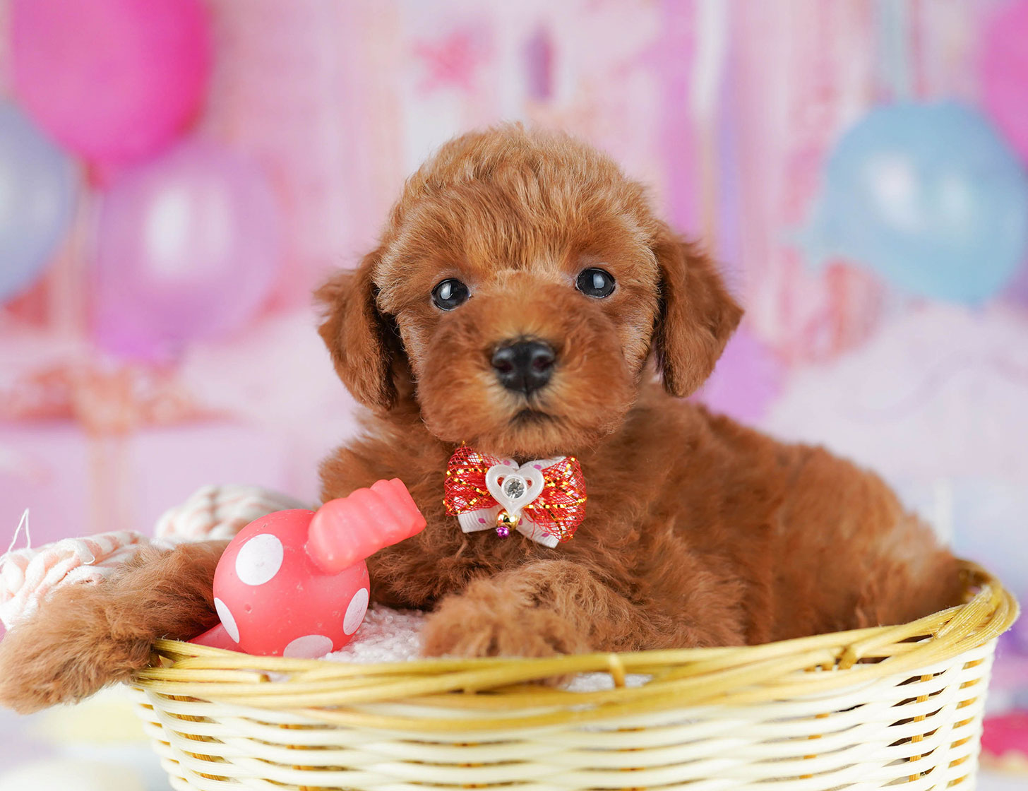 トイ・プードル | 女の子 | レッド | 2025年10月20日