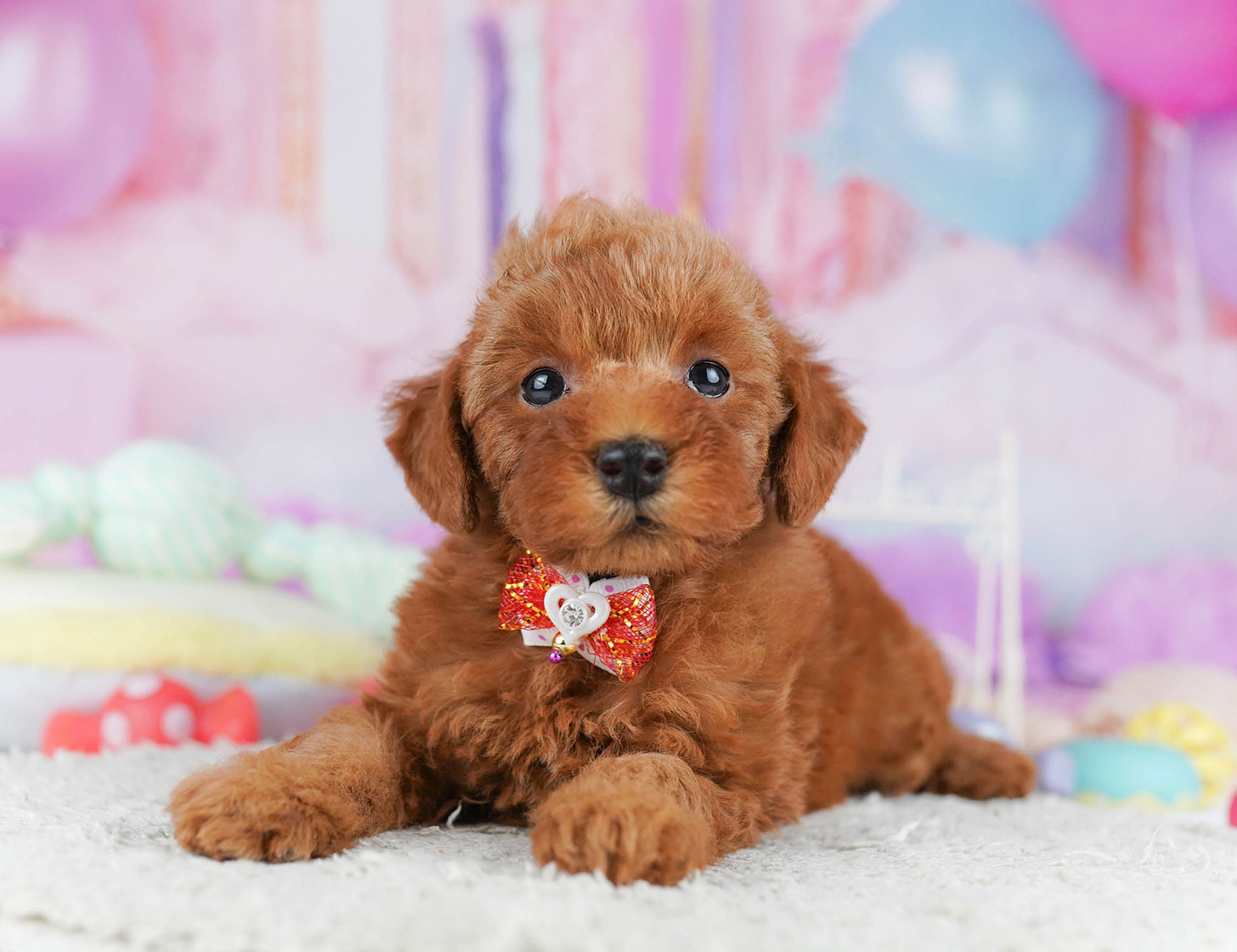 トイ・プードル | 女の子 | レッド | 2025年10月20日