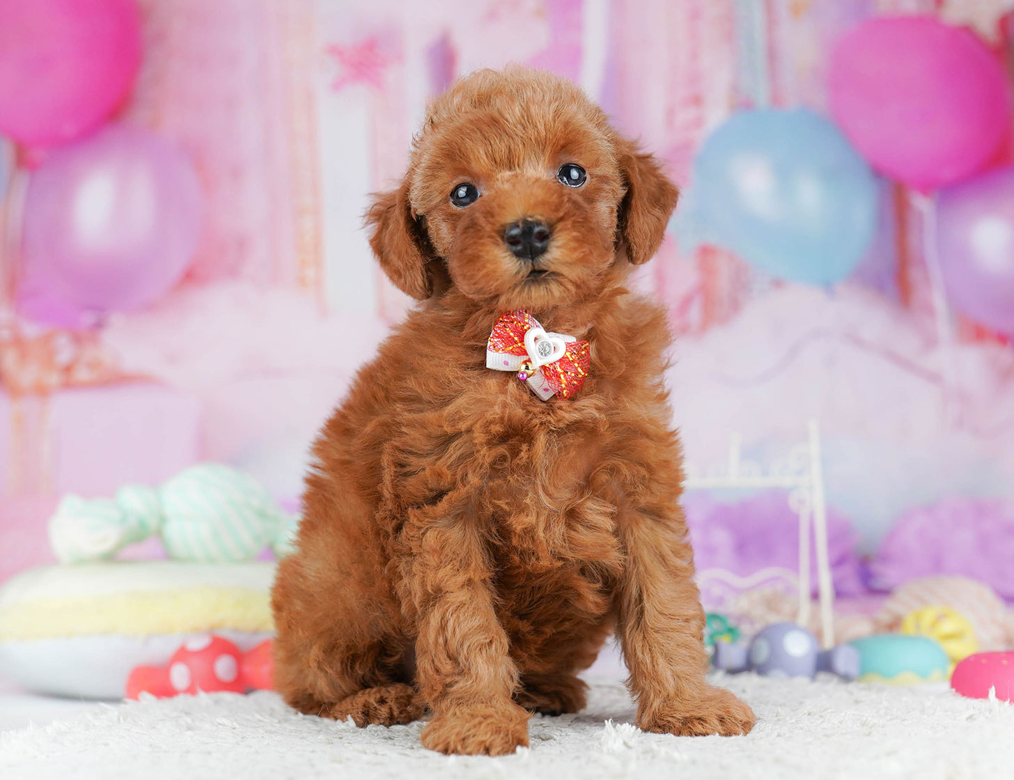 トイ・プードル | 女の子 | レッド | 2025年10月20日