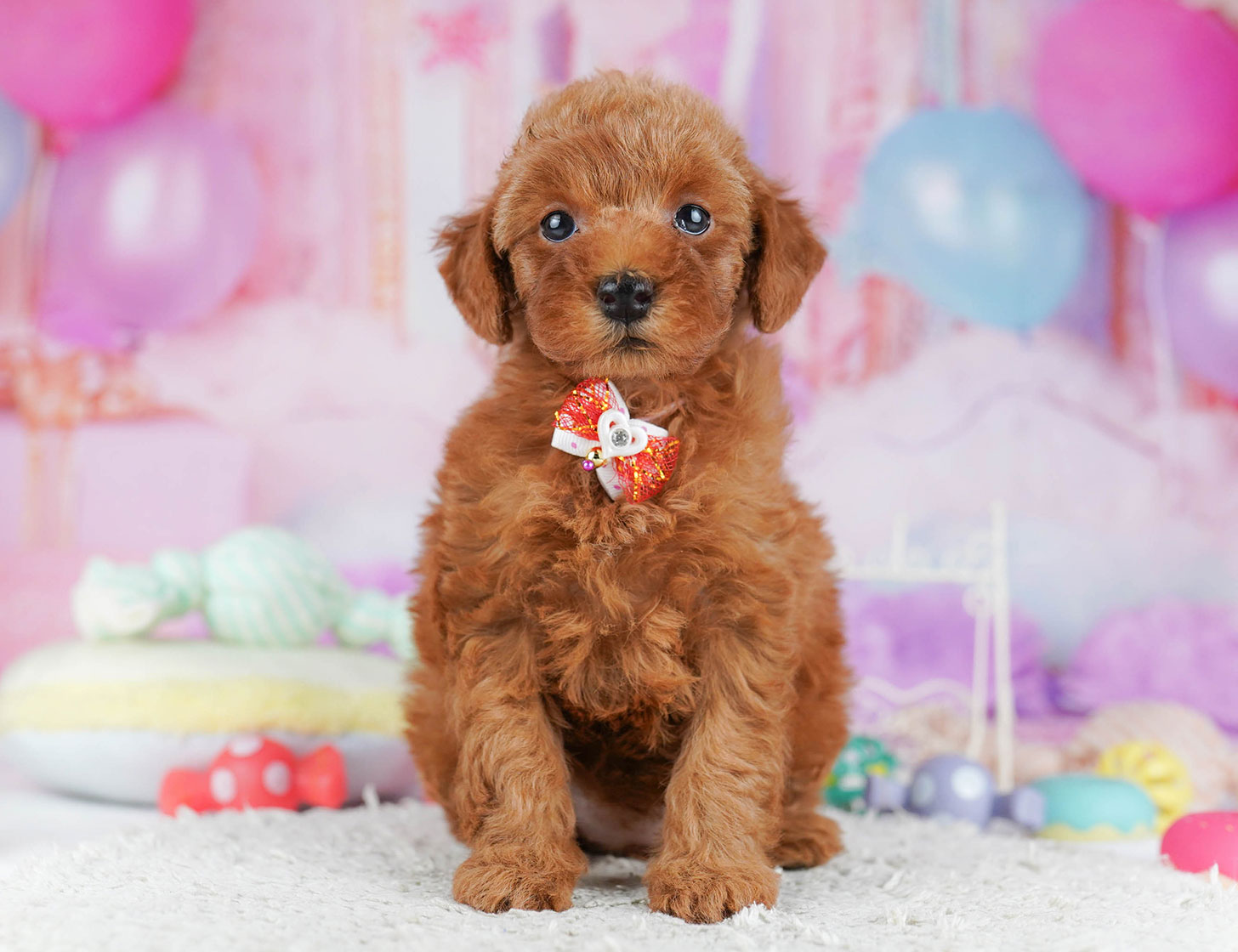 トイ・プードル | 女の子 | レッド | 2025年10月20日