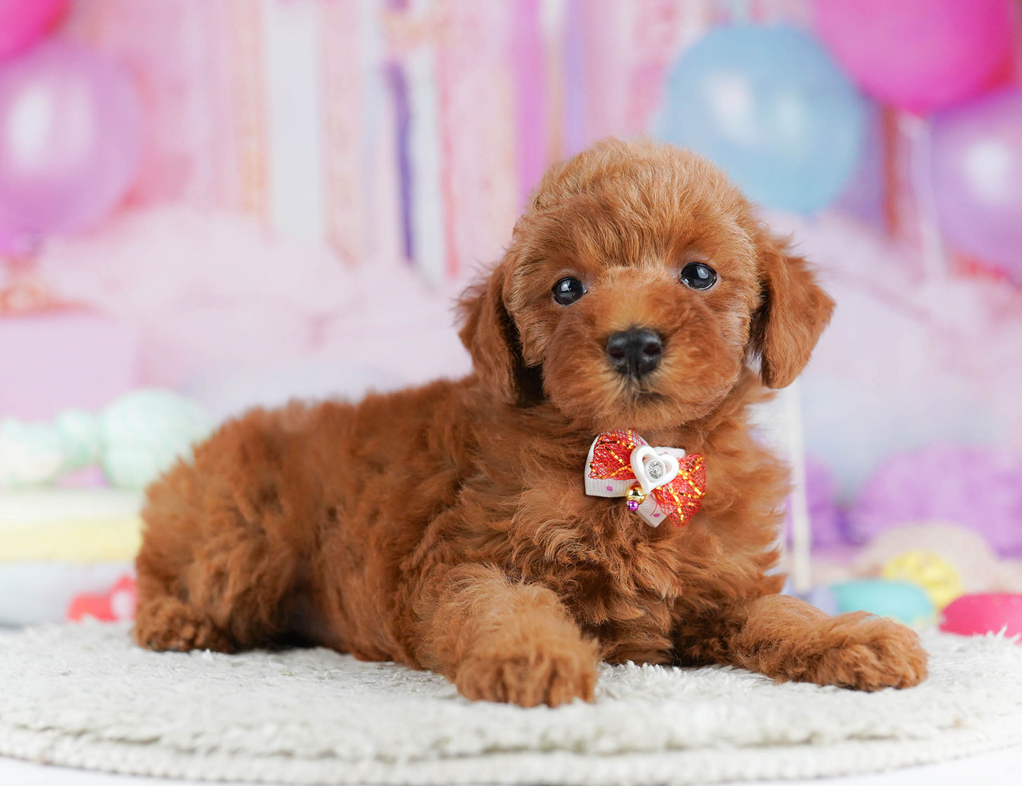 トイ・プードル | 女の子 | レッド | 2025年10月20日