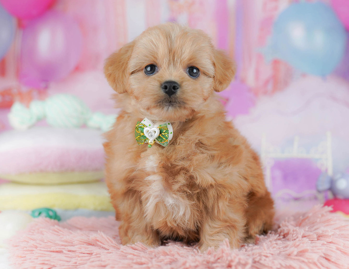 ペキプー | 女の子 | レッド | 2025年10月21日