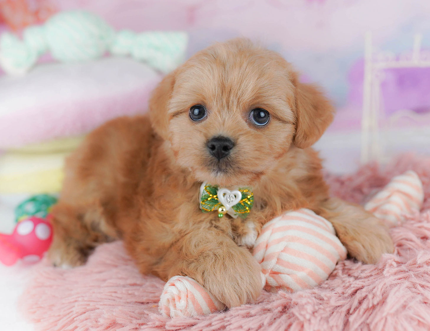 ペキプー | 女の子 | レッド | 2025年10月21日