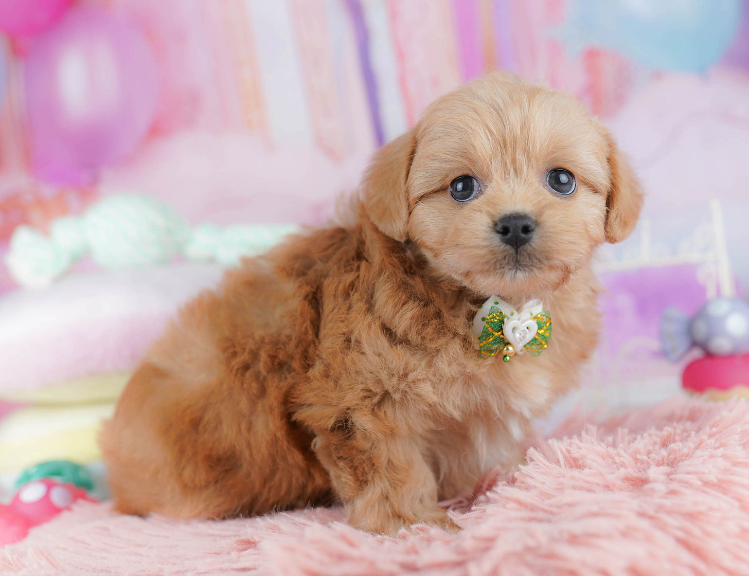 ペキプー | 女の子 | レッド | 2025年10月21日