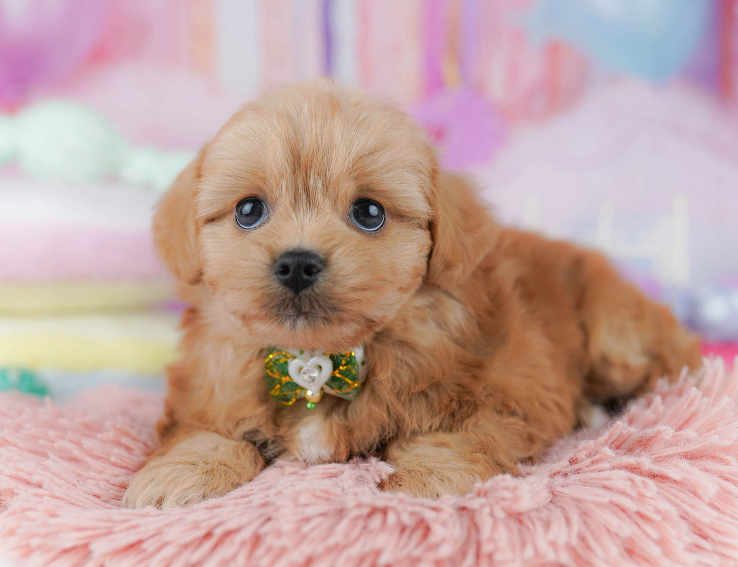 ペキプー | 女の子 | レッド | 2025年10月21日