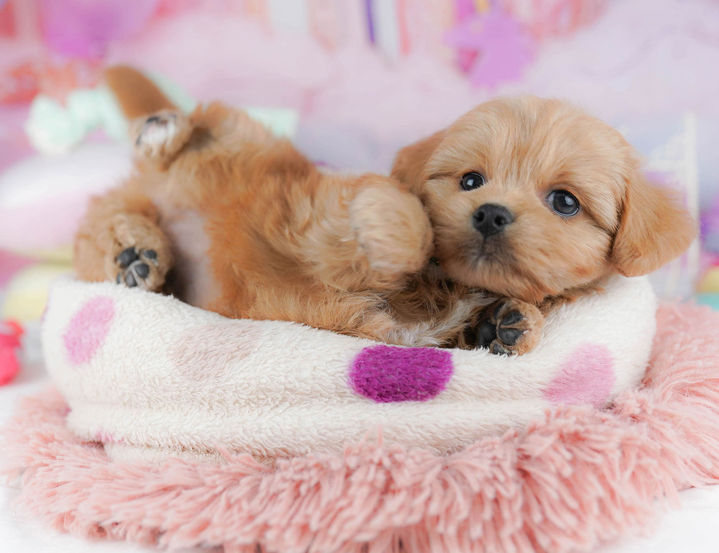 ペキプー | 女の子 | レッド | 2025年10月21日