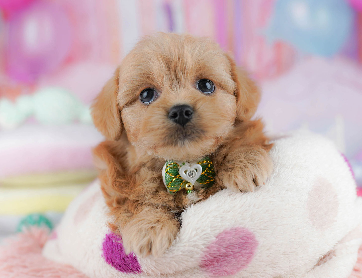 ペキプー | 女の子 | レッド | 2025年10月21日