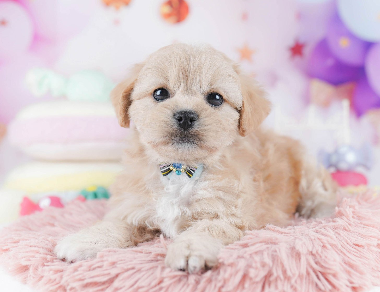 ペキプー | 女の子 | アプリコット | 2025年10月21日