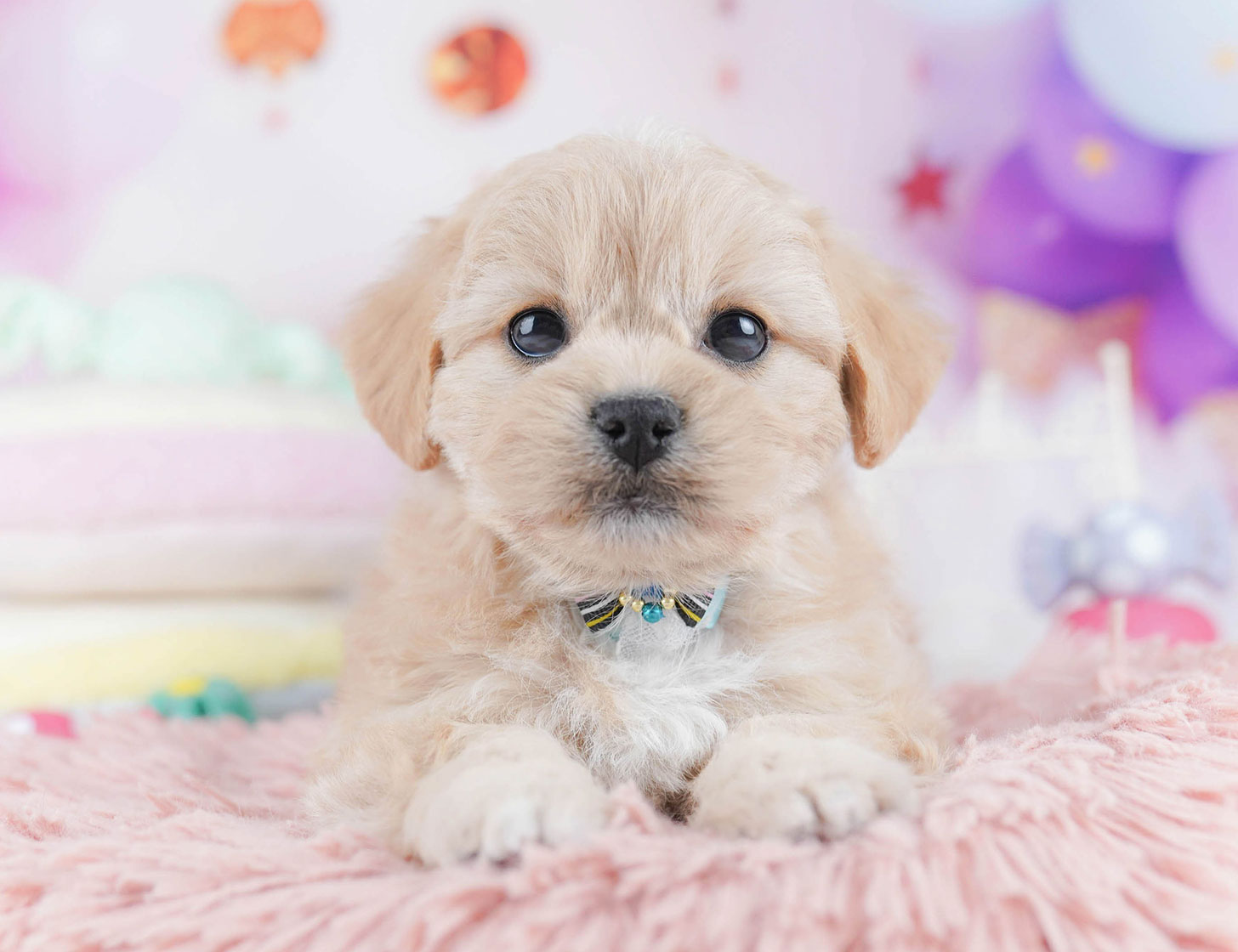 ペキプー | 女の子 | アプリコット | 2025年10月21日