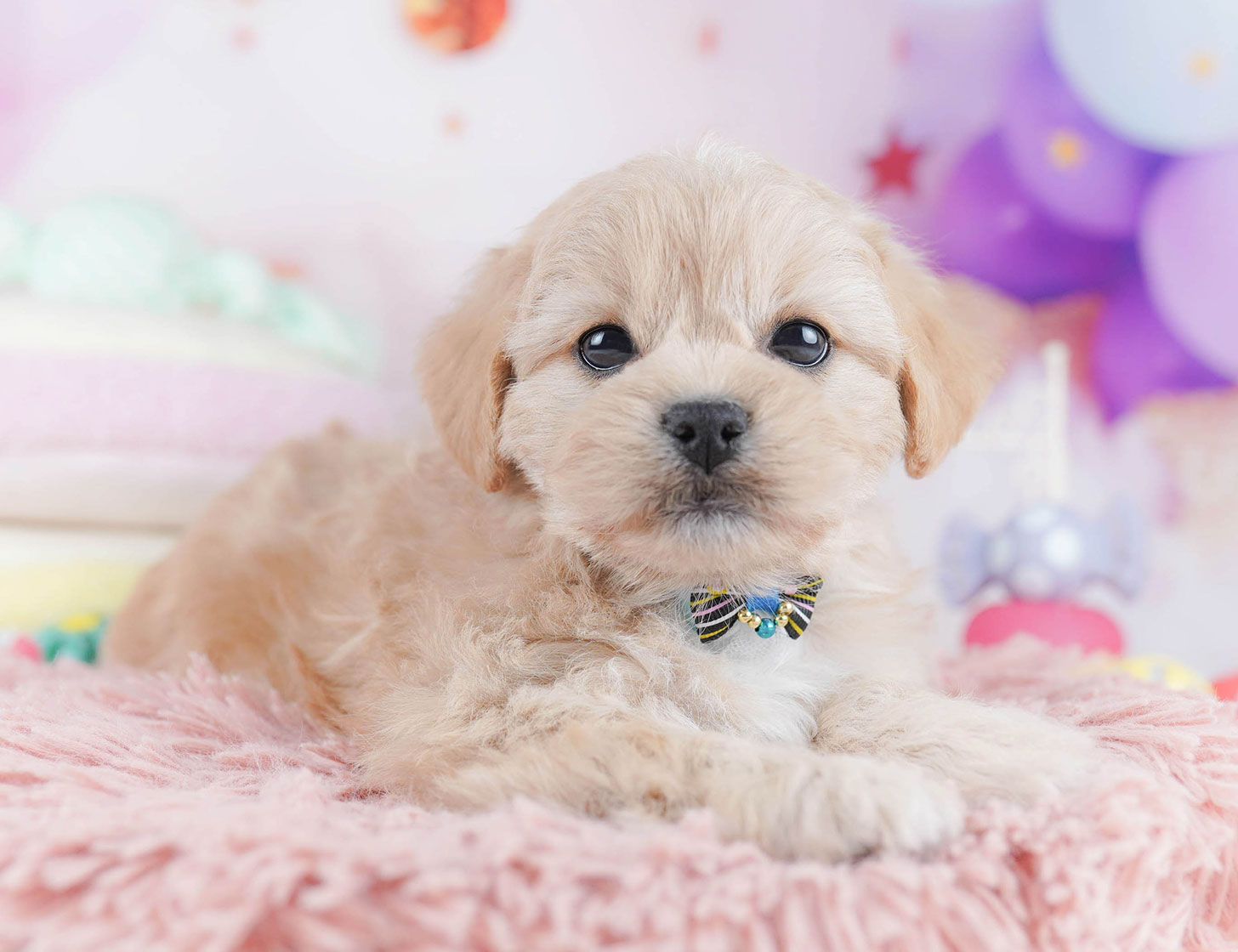 ペキプー | 女の子 | アプリコット | 2025年10月21日