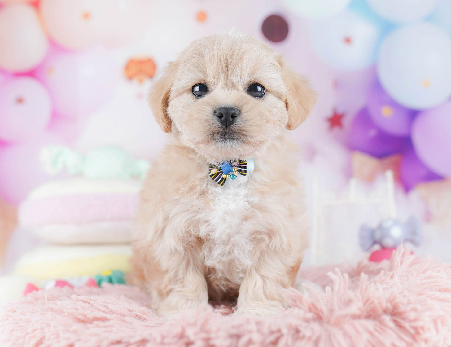 ペキプー | 女の子 | アプリコット | 2025年10月21日