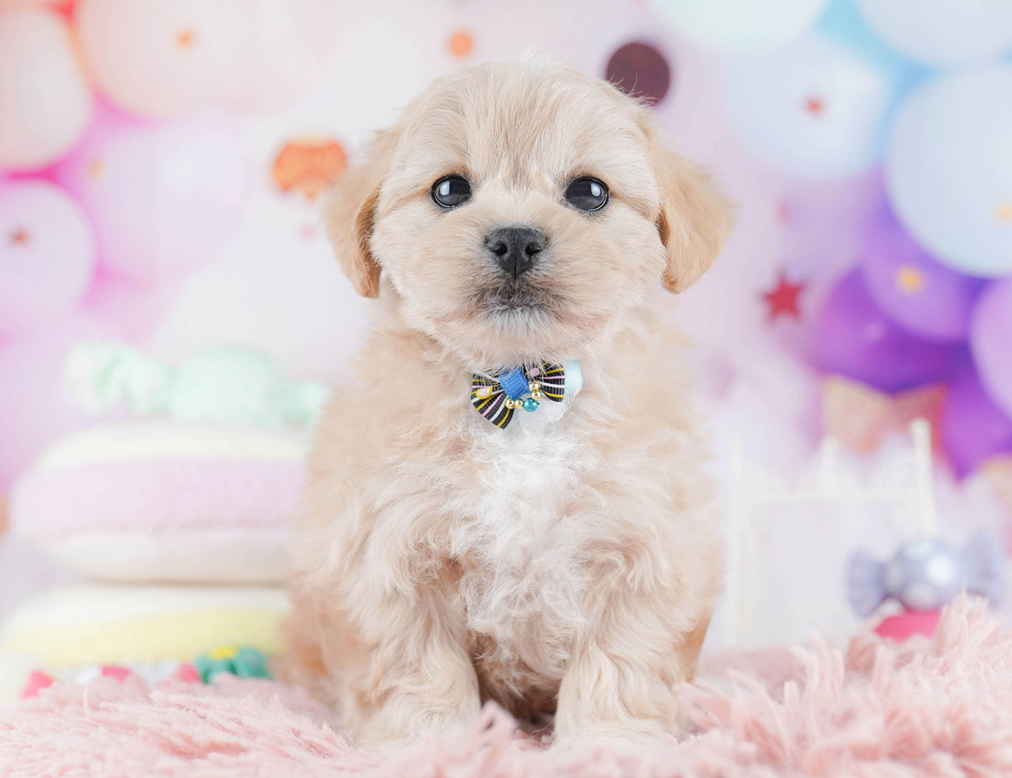 ペキプー | 女の子 | アプリコット | 2025年10月21日