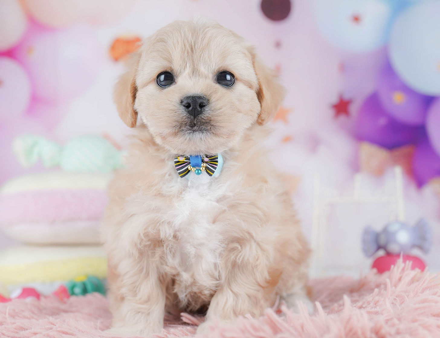 ペキプー | 女の子 | アプリコット | 2025年10月21日