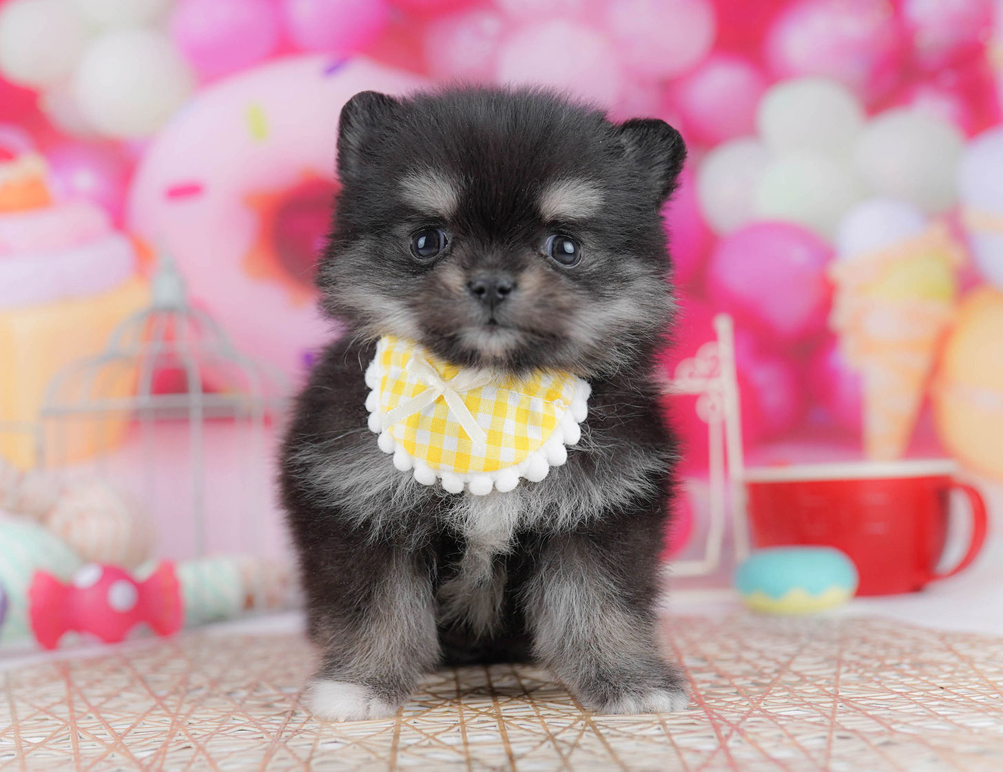 チワポメ | 女の子 | ブラック＆タン | 2025年10月21日