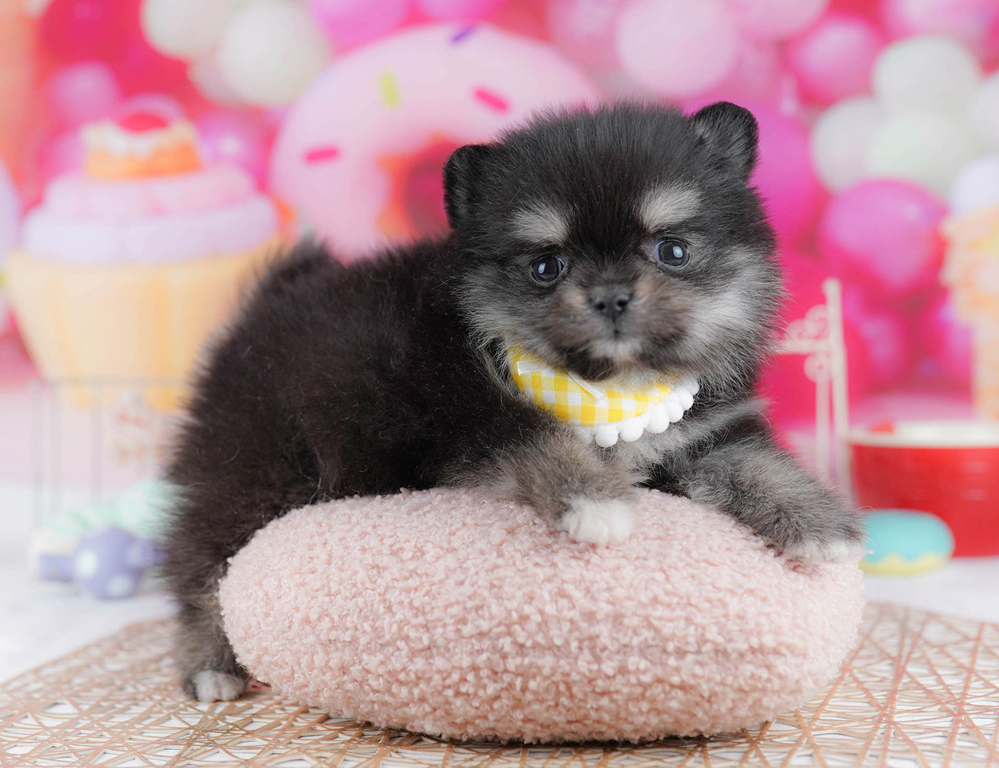 チワポメ | 女の子 | ブラック&タン | 2025年10月21日