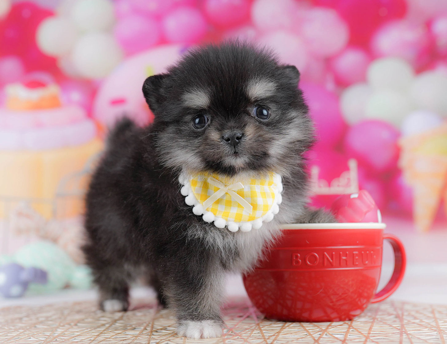 チワポメ | 女の子 | ブラック&タン | 2025年10月21日