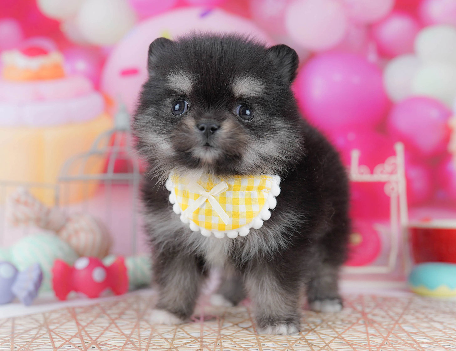 チワポメ | 女の子 | ブラック&タン | 2025年10月21日