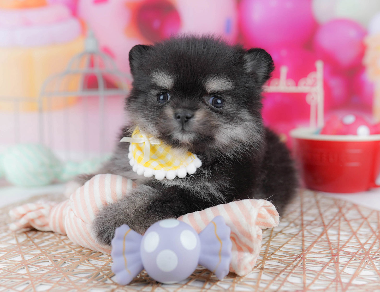 チワポメ | 女の子 | ブラック&タン | 2025年10月21日