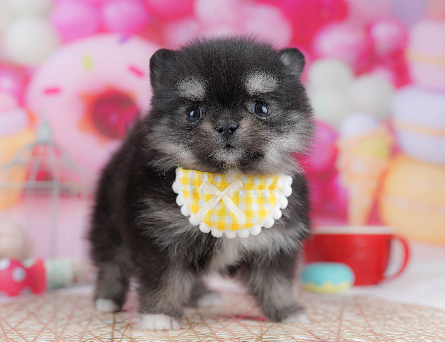 チワポメ | 女の子 | ブラック&タン | 2025年10月21日