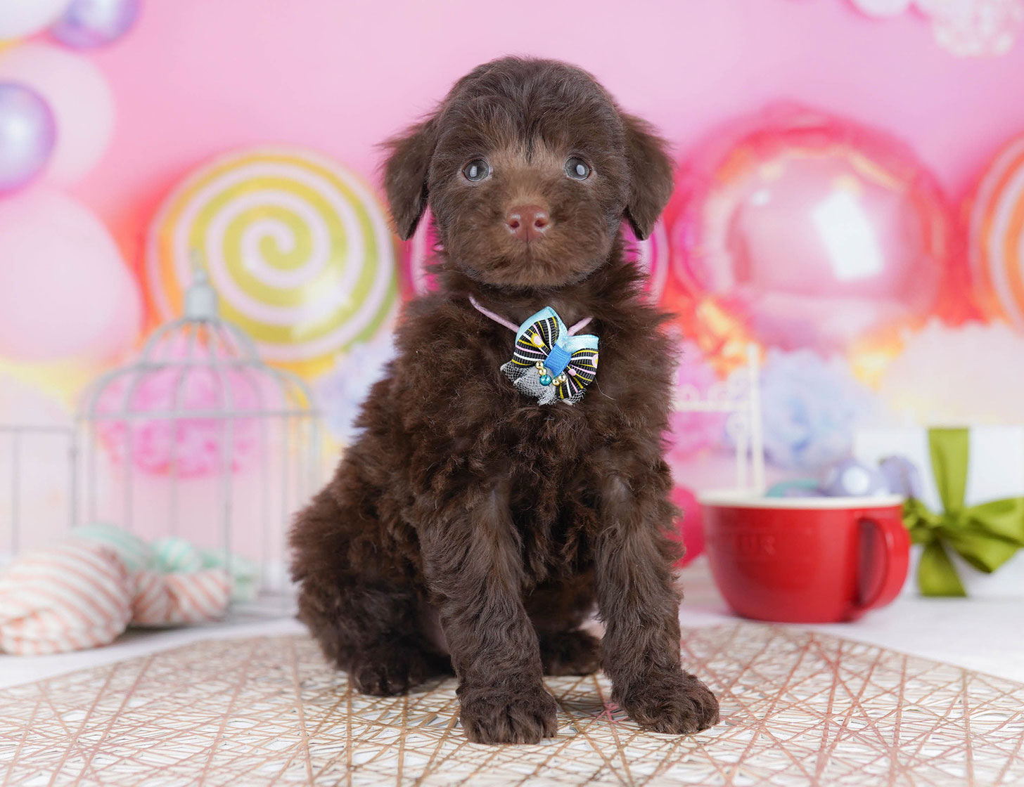 トイ・プードル | 女の子 | ブラウン | 2025年10月22日