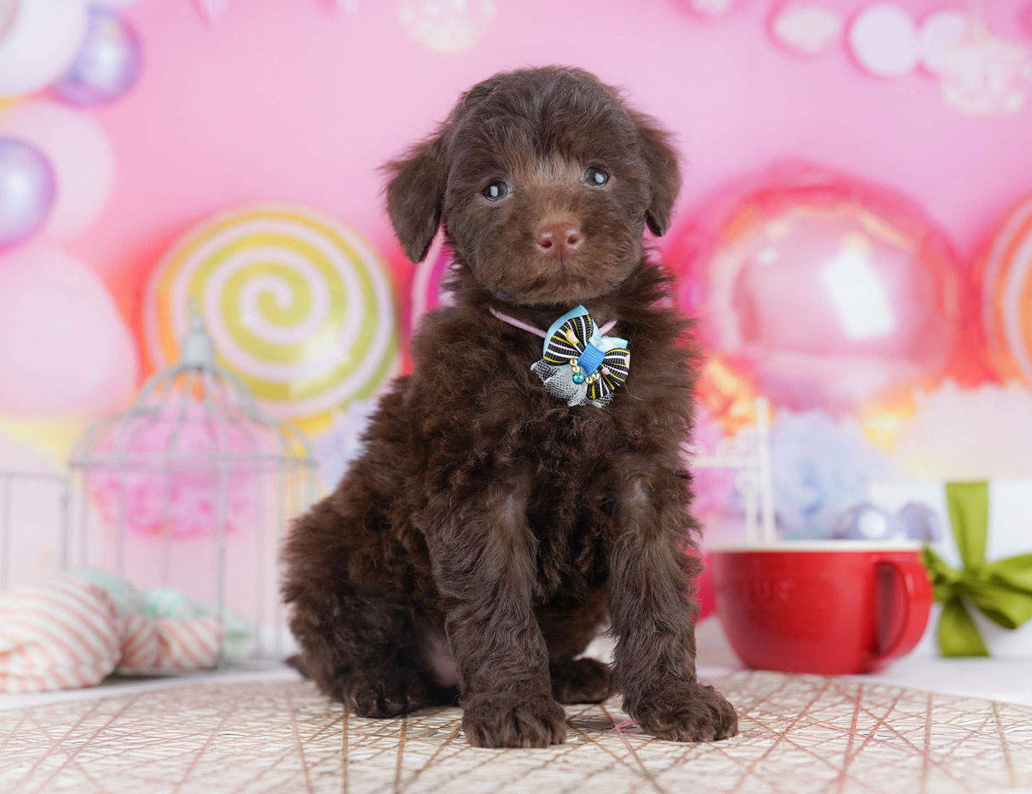 トイ・プードル | 女の子 | ブラウン | 2025年10月22日