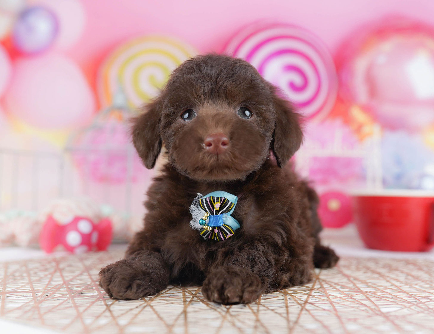 トイ・プードル | 女の子 | ブラウン | 2025年10月22日